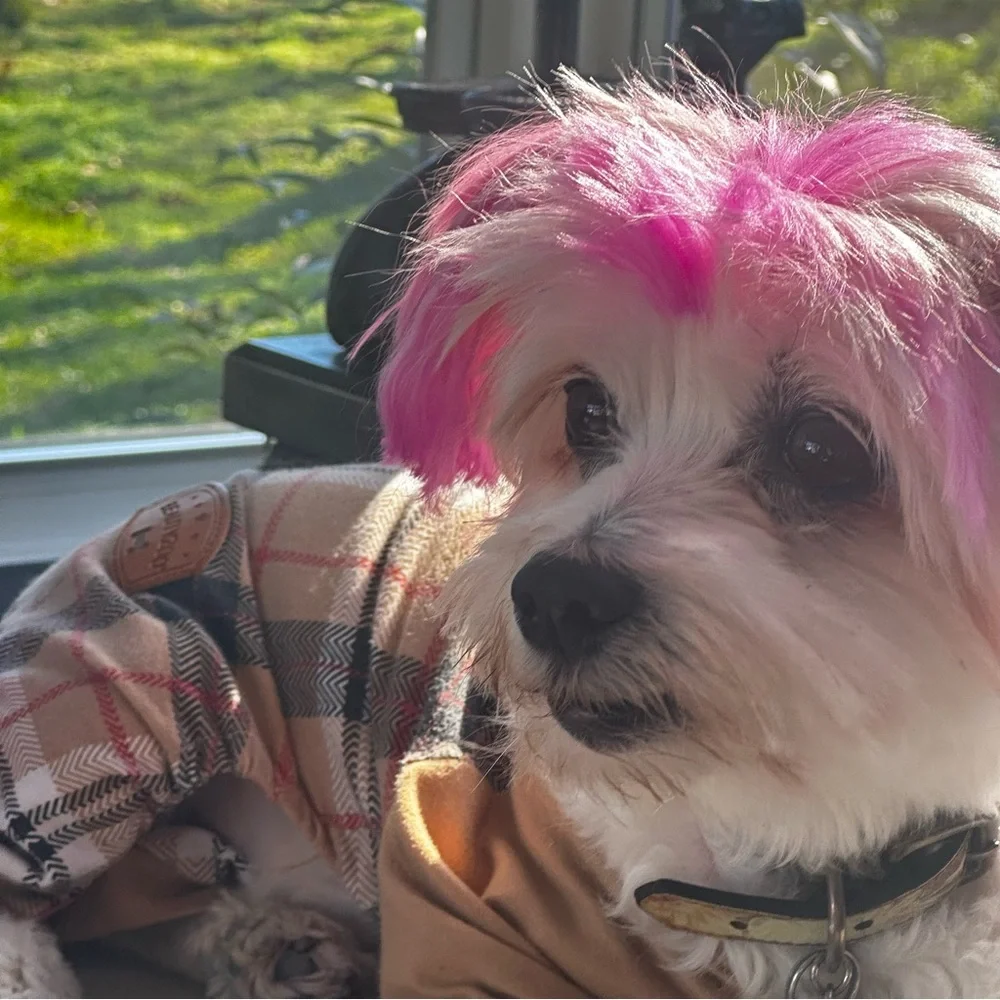 like for notification of my live show mystery bags Patricia Nash - Picture 3 of 5